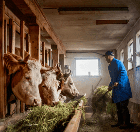 Zemědělec krmí krávy zelenou trávou