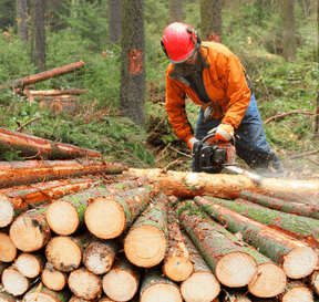 Lesník s motorovou pilou zpracovává řezivo
