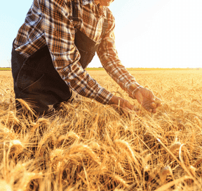 Zemědělec kontroluje kvalitu klasu